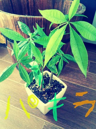 セリア、100均の観葉植物育ててる方☆