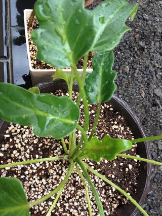 セリア、100均の観葉植物育ててる方☆