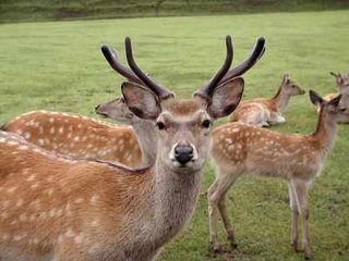 北海道は草原に牛が歩いている
