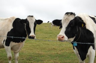 北海道は草原に牛が歩いている