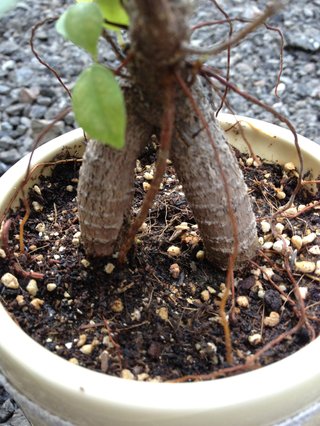 セリア、100均の観葉植物育ててる方☆