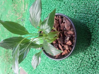 セリア、100均の観葉植物育ててる方☆