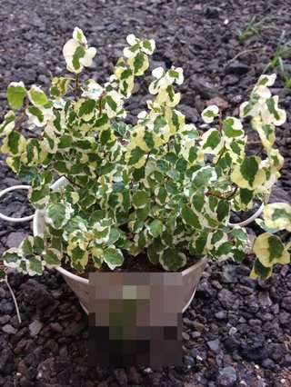 セリア、100均の観葉植物育ててる方☆