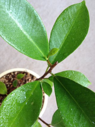 セリア、100均の観葉植物育ててる方☆