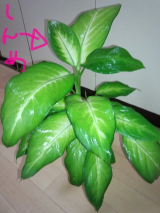 セリア、100均の観葉植物育ててる方☆