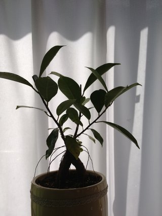 セリア、100均の観葉植物育ててる方☆