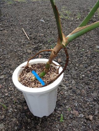 セリア、100均の観葉植物育ててる方☆