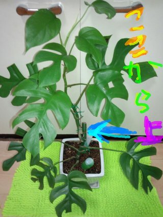 セリア、100均の観葉植物育ててる方☆