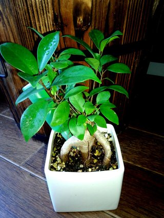 セリア、100均の観葉植物育ててる方☆