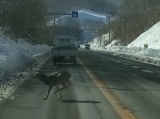 北海道は草原に牛が歩いている