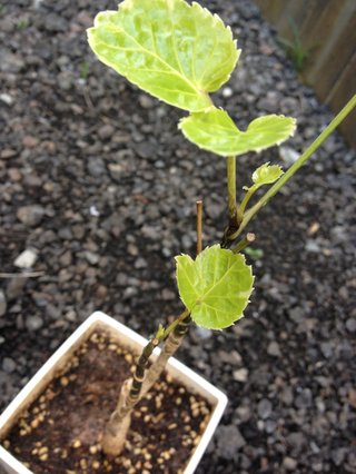 セリア、100均の観葉植物育ててる方☆