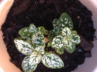 セリア、100均の観葉植物育ててる方☆