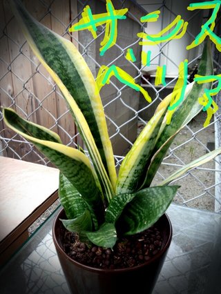 セリア、100均の観葉植物育ててる方☆