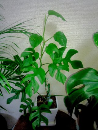 セリア、100均の観葉植物育ててる方☆