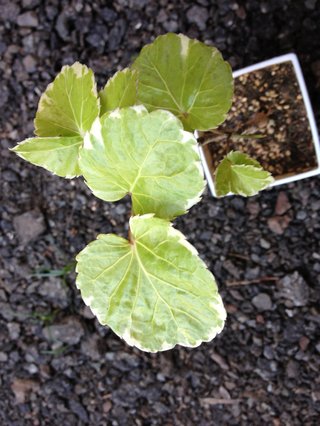 セリア、100均の観葉植物育ててる方☆