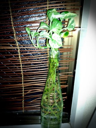 セリア、100均の観葉植物育ててる方☆