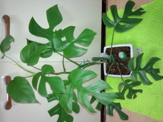 セリア、100均の観葉植物育ててる方☆