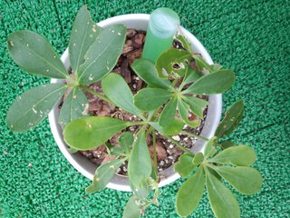 セリア、100均の観葉植物育ててる方☆