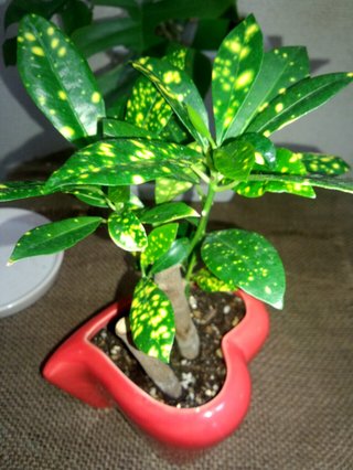 セリア、100均の観葉植物育ててる方☆