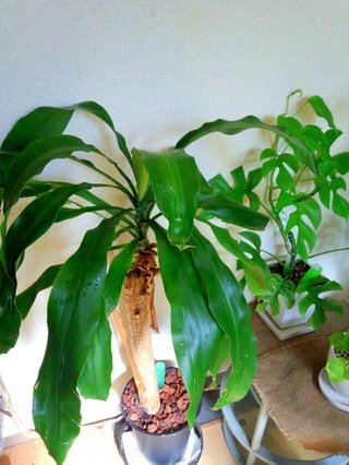 セリア、100均の観葉植物育ててる方☆