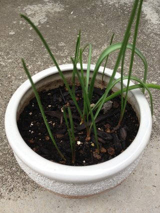 セリア、100均の観葉植物育ててる方☆