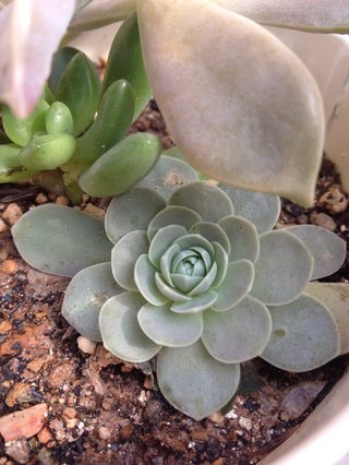 セリア、100均の観葉植物育ててる方☆