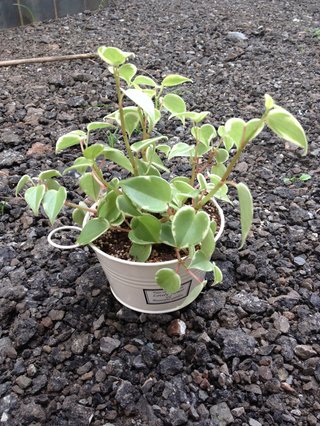 セリア、100均の観葉植物育ててる方☆