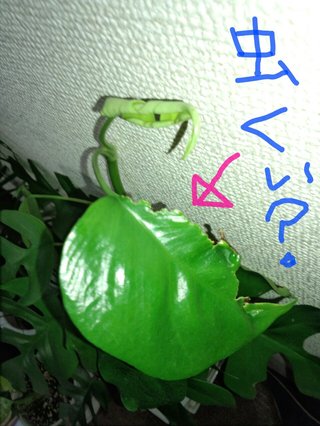 セリア、100均の観葉植物育ててる方☆