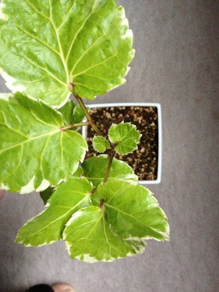 セリア、100均の観葉植物育ててる方☆