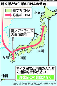 アイヌ民族と沖縄の人、遺伝的な特徴に共通点
