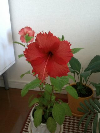 セリア、100均の観葉植物育ててる方☆