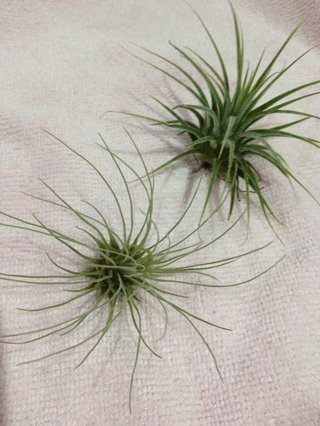 セリア、100均の観葉植物育ててる方☆