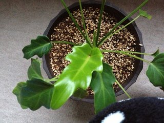 セリア、100均の観葉植物育ててる方☆