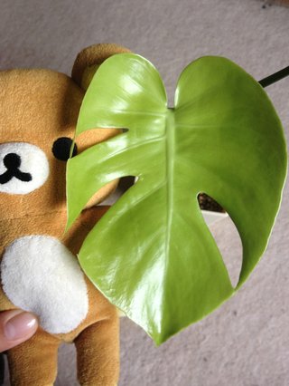 セリア、100均の観葉植物育ててる方☆