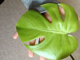 セリア、100均の観葉植物育ててる方☆