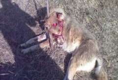 ロシアの５６歳女性が斧で狼を撃退、渾身の一太刀