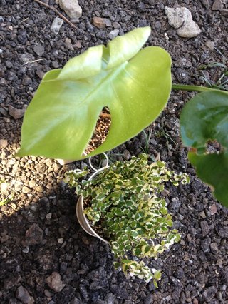 セリア、100均の観葉植物育ててる方☆