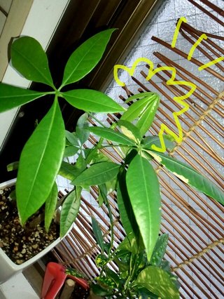 セリア、100均の観葉植物育ててる方☆