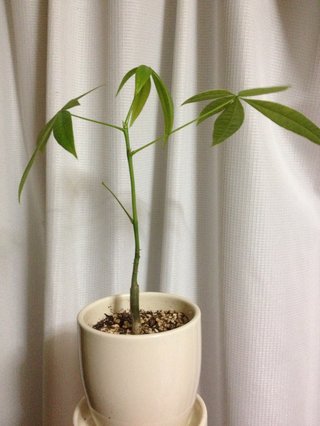 セリア、100均の観葉植物育ててる方☆