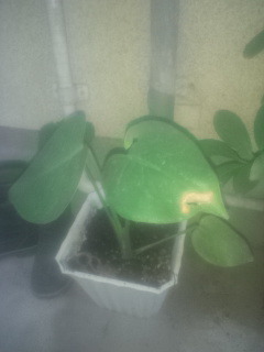 セリア、100均の観葉植物育ててる方☆