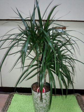 セリア、100均の観葉植物育ててる方☆