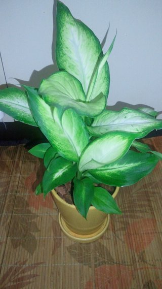 セリア、100均の観葉植物育ててる方☆