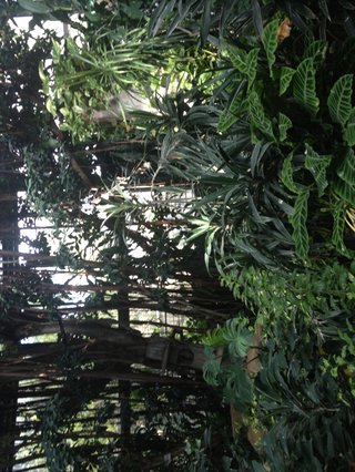 セリア、100均の観葉植物育ててる方☆