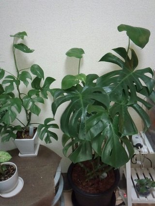 セリア、100均の観葉植物育ててる方☆