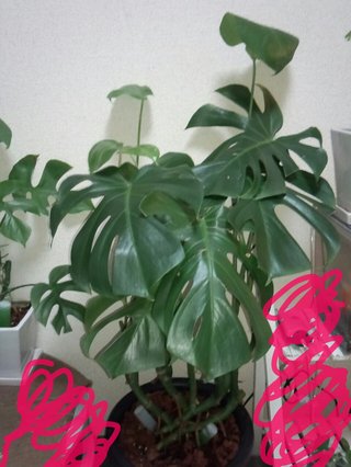 セリア、100均の観葉植物育ててる方☆