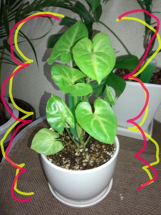 セリア、100均の観葉植物育ててる方☆