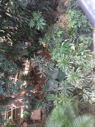 セリア、100均の観葉植物育ててる方☆