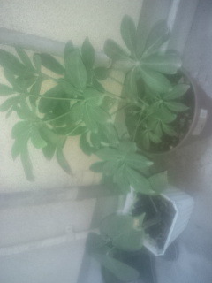 セリア、100均の観葉植物育ててる方☆
