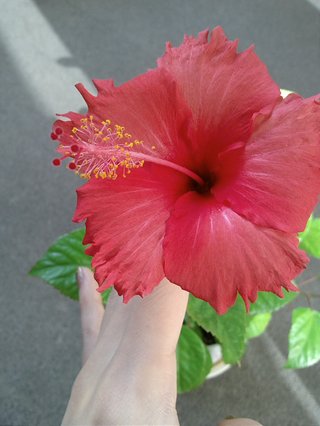 セリア、100均の観葉植物育ててる方☆