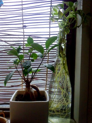 セリア、100均の観葉植物育ててる方☆